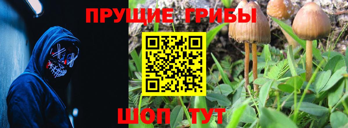 Галлюциногенные грибы Psilocybe  Вход с VPN  Севастополь  Псилоцибиновые грибы прущие грибы 